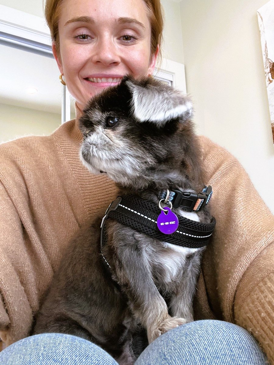 Muttville's tweet photo. Rollo The Radiant, formerly Spasibo, is loving his new mom Sira, and experiencing a remarkable rejuvenation after an awesome groom! #SeniorDogs #LookingGood #ReverseAgeing  💖 https://t.co/9DagqR2hmO