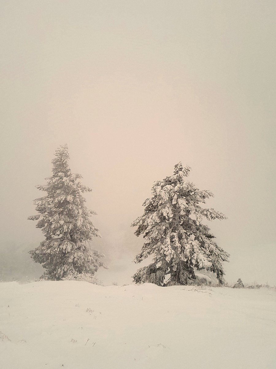 7lostinthewoods's tweet photo. "The snow falls on no two trees alike..." https://t.co/QHXPGUPe2S