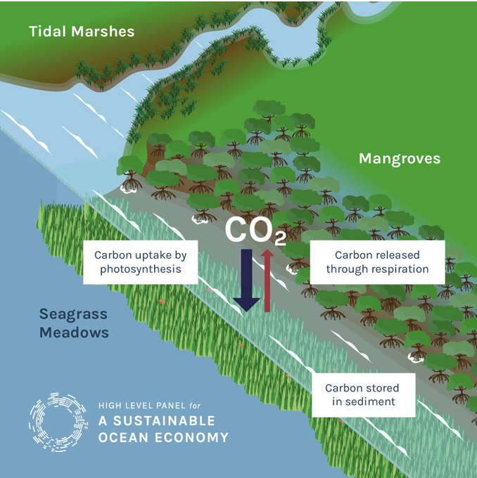 UNBiodiversity's tweet photo. Mangroves, salt marshes &amp; seagrass meadows aren't just beautiful ecosystems, they are our powerful allies against climate change. 🌏

They sequester carbon 
Boost biodiversity 🐟
Protect our coasts 🌅 and 
Support local economies. 

Every effort counts.

Via @oceanpanel https://t.co/f9OD875OQM