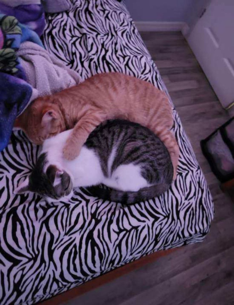Welcome these two youngsters to our rescue crew! 😸 MJ short for Mary Jane is an orange bobtail settling into foster life. Channing (white &amp; stripe) is foster to adopt until her spay and vetting but already has a family who loves her. These two are precious! 😻

#rescuecats