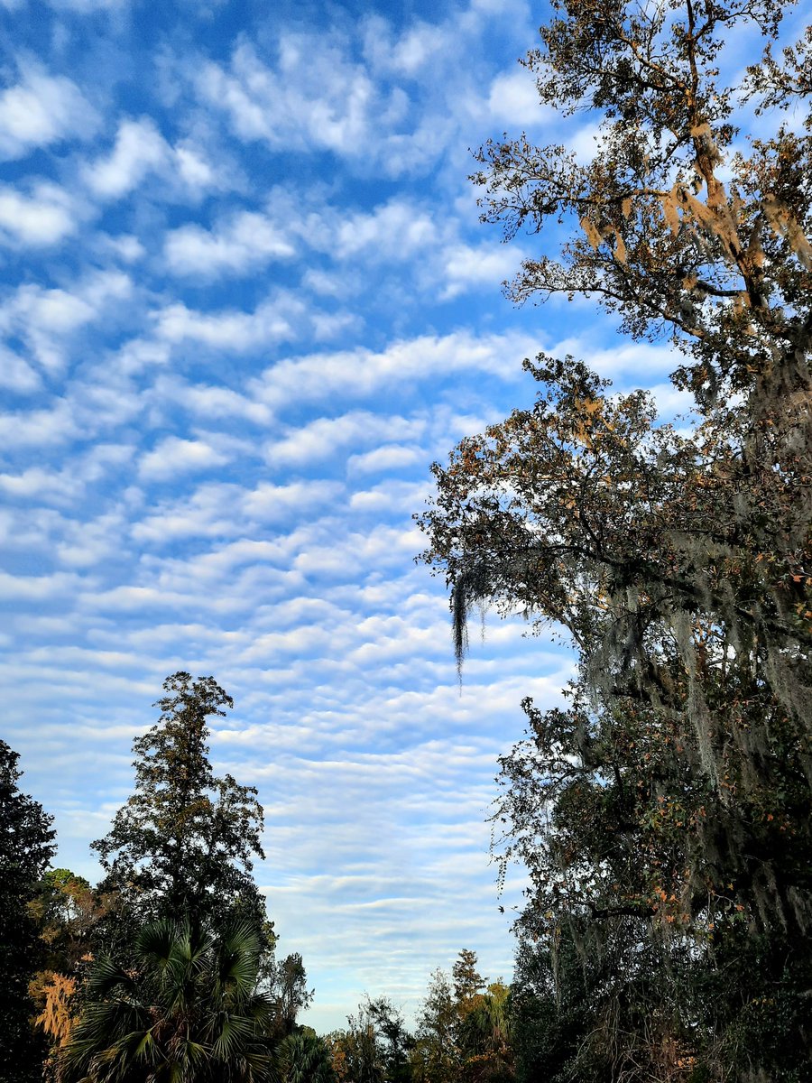 ♥️ these #clouds #JaxFL #Nov30 #nature #photography #firstalertwx #AJSGwxArt @StormHour @ThePhotoHour @JAclouds @luketaplin42 @tracyfromjax @ViaAStockADay @PicPoet @mypicworld @cloudymamma @AngelBrise1 @WilliamBug4 @AddisSaltyDog #weather @atxwxgirl