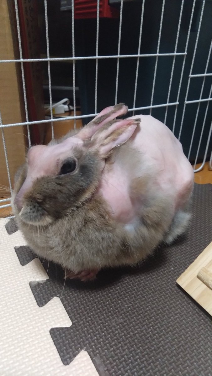 CyokoKinako's tweet photo. みんニャ🩷おはよー
日の出と光芒に
みんニャ🩷の幸せを願って🙏🐰🩷
今週もよろしくお願いします
#sunrise
#beamoflight https://t.co/CvrPgmGalS