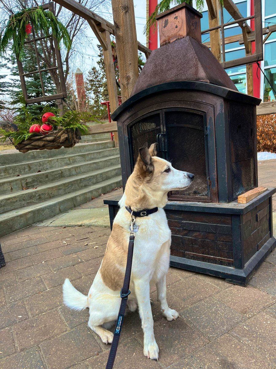 Café Bicyclette (@cafe_bicyclette) on Twitter photo Toby likes a good winter pawtio 🐾
#dogfriendly #edmonton <a href="/bdedm/">Bonnie Doon CL</a> <a href="/ExploreEdmonton/">Explore Edmonton</a> Toby likes a good winter pawtio 🐾
#dogfriendly #edmonton <a href="/bdedm/">Bonnie Doon CL</a> <a href="/ExploreEdmonton/">Explore Edmonton</a>