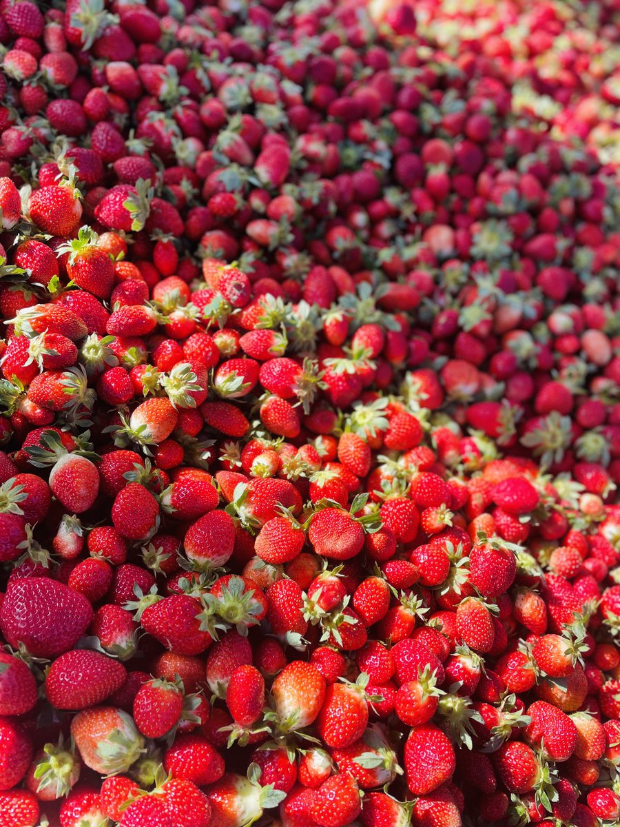 lois_bewaran's tweet photo. 🍓Exciting news! 📣I’m thrilled to announce that we are now accepting orders for our delicious strawberries at just ₦2800! 🎉 Plus, explore a variety of veggies on our list –order via WhatsApp 08169023631 or send us a direct message.(Delivery charges not included) 🚚#agroerrands https://t.co/3D624OwKLP