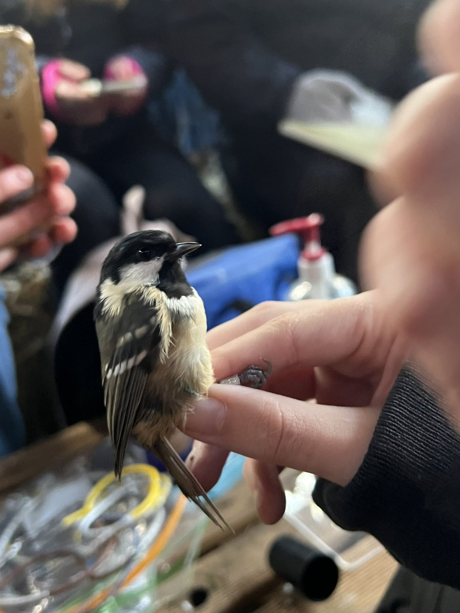 Harry Hiscox tweet media