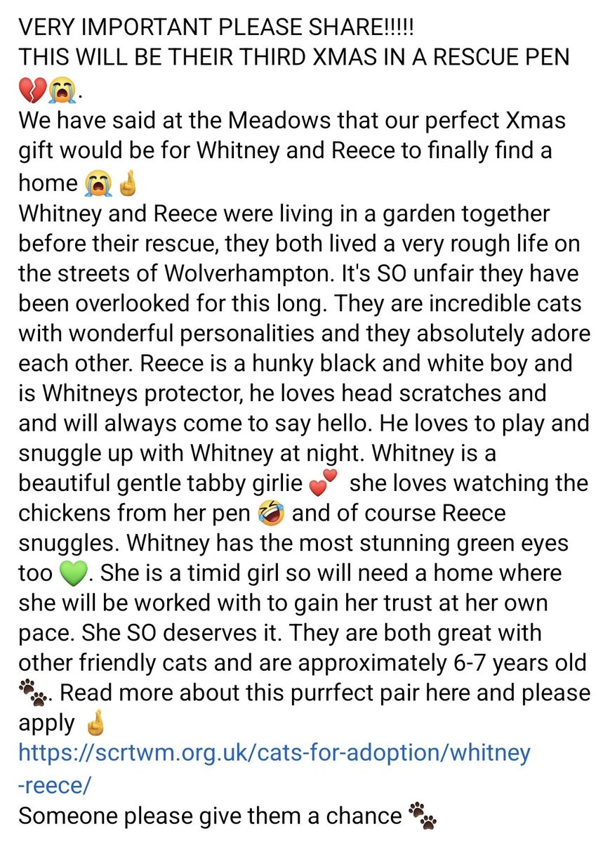 StrayCatsWM's tweet photo. VERY IMPORTANT PLEASE SHARE!!!!! 
THIS WILL BE THEIR THIRD XMAS IN A RESCUE PEN 💔😭.
 Read more about this purrfect pair here and please apply 🤞https://t.co/puE11ekA0F
Someone please give them a chance 🐾 https://t.co/2Wr5z6nBRP