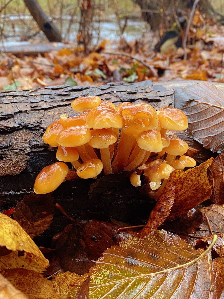 AmberHall193's tweet photo. Me and @TyranCham saw so many lovely mushrooms today down by UEA🥺🍄 https://t.co/26k2PGnpCs