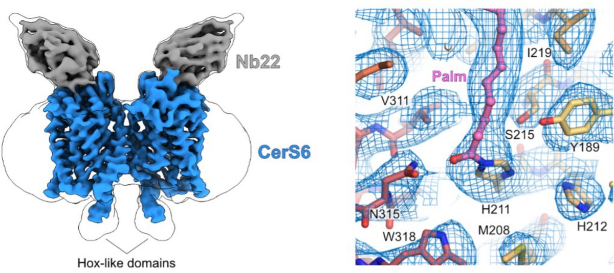 David B Sauer (@davidbsauer) on Twitter photo Ceramide Synthase 6 (CerS6) uses a ping-pong reaction mechanism! Found and probed via CryoEM, MD, and MS.
Spectacular work by <a href="/TomasPascoa/">Tomas Pascoa</a> and colleagues from <a href="/CmdOxford/">Centre for Medicines Discovery</a>, <a href="/Boehringer/">Boehringer Ingelheim</a> (<a href="/BoehringerDE/">Boehringer Ingelheim</a>), and <a href="/UZH_en/">University of Zurich</a>
biorxiv.org/cgi/content/sh… Ceramide Synthase 6 (CerS6) uses a ping-pong reaction mechanism! Found and probed via CryoEM, MD, and MS.
Spectacular work by <a href="/TomasPascoa/">Tomas Pascoa</a> and colleagues from <a href="/CmdOxford/">Centre for Medicines Discovery</a>, <a href="/Boehringer/">Boehringer Ingelheim</a> (<a href="/BoehringerDE/">Boehringer Ingelheim</a>), and <a href="/UZH_en/">University of Zurich</a>
biorxiv.org/cgi/content/sh…