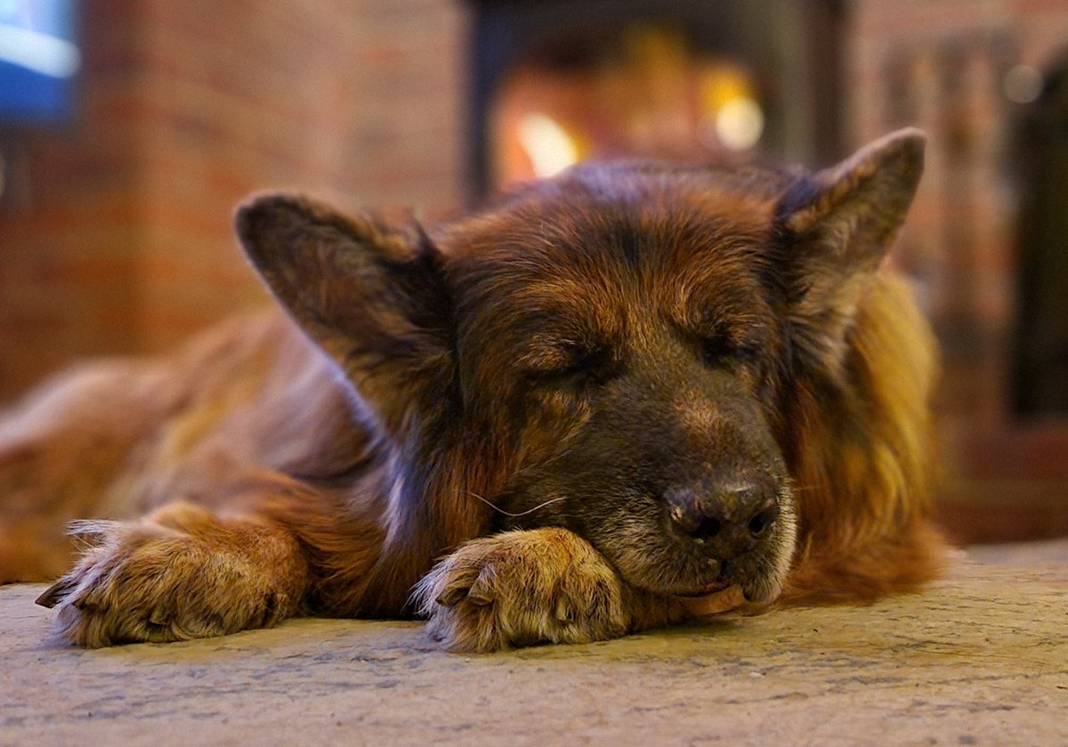 A walk, a chill, and then a sleep. 🐕‍🦺❤️