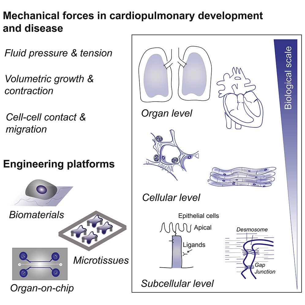 Loebel Lab (@claudialoebel) on Twitter photo Happy to share our recent review article on mechanical forces in cardiopulmonary development and disease: doi.org/10.1016/j.isci… - led by <a href="/_Donia_Ahmed5/">Donia Ahmed</a> + <a href="/MadelineEiken/">Madeline Eiken</a>. Wonderful collaboration with <a href="/BakerLaboratory/">Baker Lab</a> <a href="/TheSpenceLab/">Jason Spence</a> <a href="/RachelZemans/">Rachel L. Zemans</a> and Adam Helms! <a href="/iScience_CP/">iScience journal</a> Happy to share our recent review article on mechanical forces in cardiopulmonary development and disease: doi.org/10.1016/j.isci… - led by <a href="/_Donia_Ahmed5/">Donia Ahmed</a> + <a href="/MadelineEiken/">Madeline Eiken</a>. Wonderful collaboration with <a href="/BakerLaboratory/">Baker Lab</a> <a href="/TheSpenceLab/">Jason Spence</a> <a href="/RachelZemans/">Rachel L. Zemans</a> and Adam Helms! <a href="/iScience_CP/">iScience journal</a>