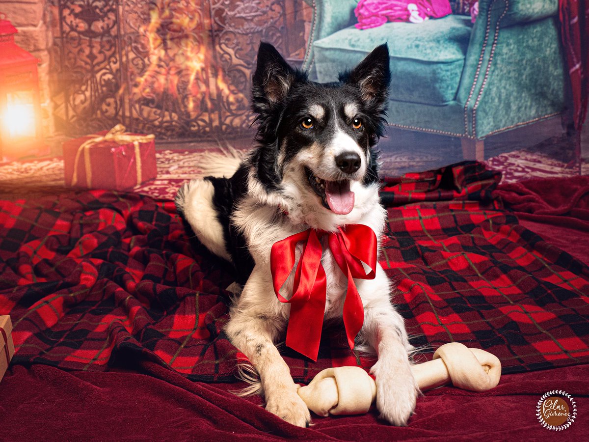 pilargimenezpho's tweet photo. ¡¡SESIÓN MASCOTERA NAVIDEÑA · CANALS 2023 !!

A los que participasteis, os dejo aquí el enlace donde podréis descargaros vuestras fotos:

https://t.co/AEKJUIwSGF

.
.
.
#navidadmascoterasolidaria2023 #fotografoalzira #pilargimenezphotography #pilargimenez #animaloria https://t.co/mbt5Saw8OP