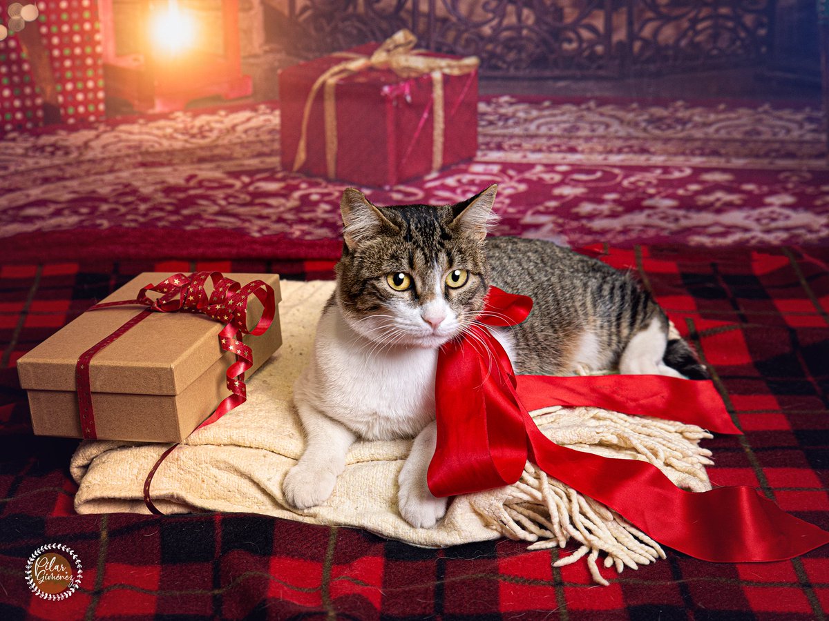 pilargimenezpho's tweet photo. ¡¡SESIÓN MASCOTERA NAVIDEÑA · CANALS 2023 !!

A los que participasteis, os dejo aquí el enlace donde podréis descargaros vuestras fotos:

https://t.co/AEKJUIwSGF

.
.
.
#navidadmascoterasolidaria2023 #fotografoalzira #pilargimenezphotography #pilargimenez #animaloria https://t.co/mbt5Saw8OP