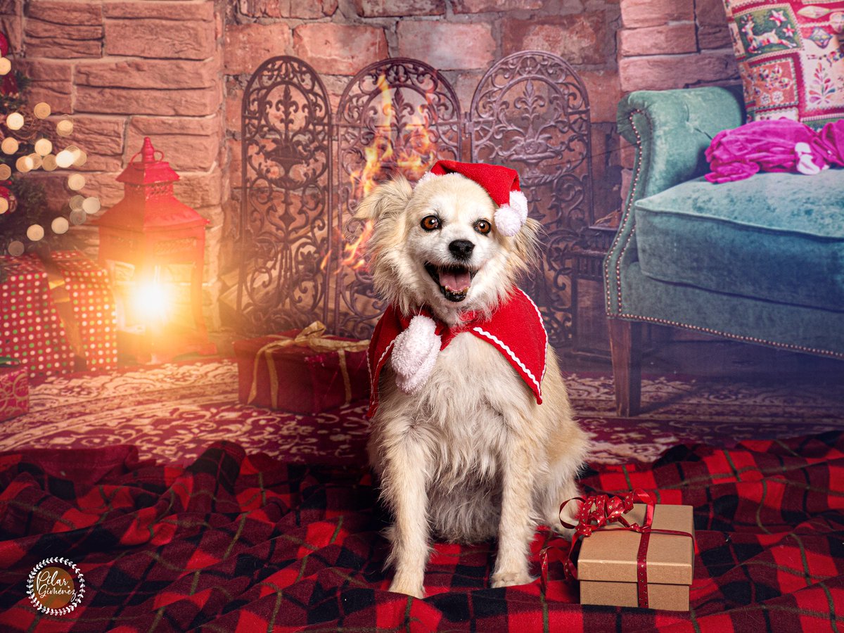 pilargimenezpho's tweet photo. ¡¡SESIÓN MASCOTERA NAVIDEÑA · CANALS 2023 !!  

A los que participasteis, os dejo aquí el enlace donde podréis descargaros vuestras fotos:  
https://t.co/7SJAeXHupJ
.
.
.
#navidadmascoterasolidaria2023 #fotografoalzira #pilargimenezphotography #pilargimenez #animaloria https://t.co/qpEkIKGnqR