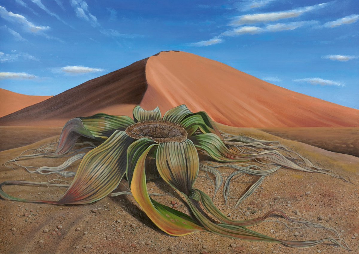 An oil painting of Welwitschia I illustrated a few years ago. This extraordinary desert-dwelling gymnosperm only ever produces two adult leaves: they grow like a conveyor belt, splitting into ribbons along the way.