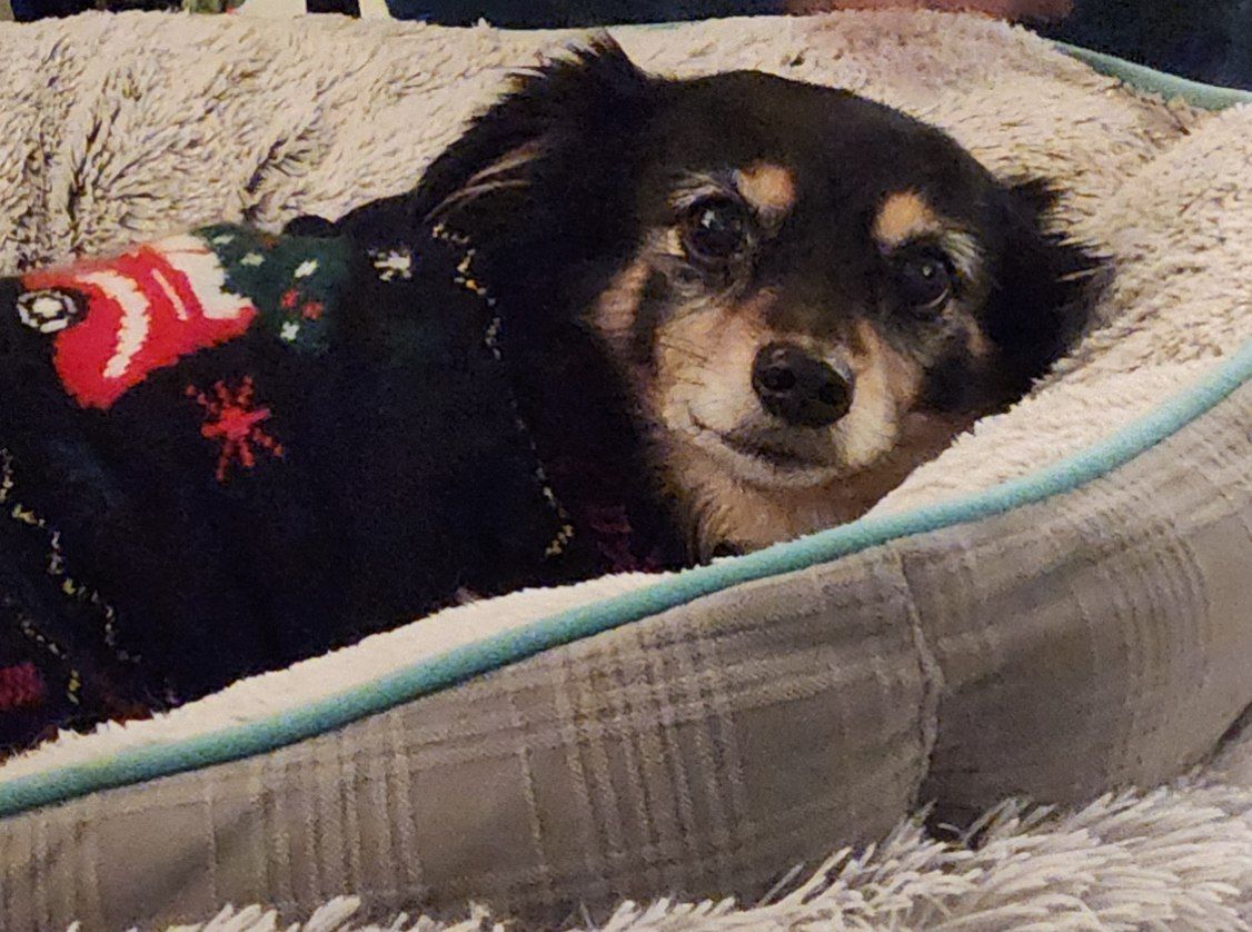 Wicket wishes you a happy season ❄️🎄✨️