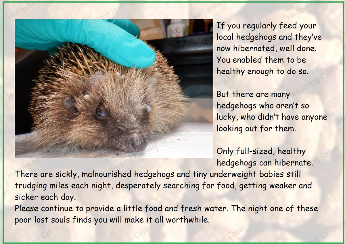 HedgehogCabin's tweet photo. Only healthy full sized hedgehogs are able to hibernate. If they haven't reached full size and health they are forced to stay up all winter.
There is no natural food around now so these poor hogs struggle on, travelling miles looking for something to eat. If they don't find a kind garden who provides good food they will die of starvation, so please help this poor little soul. Cat or dog food only, and clean ice-free water.