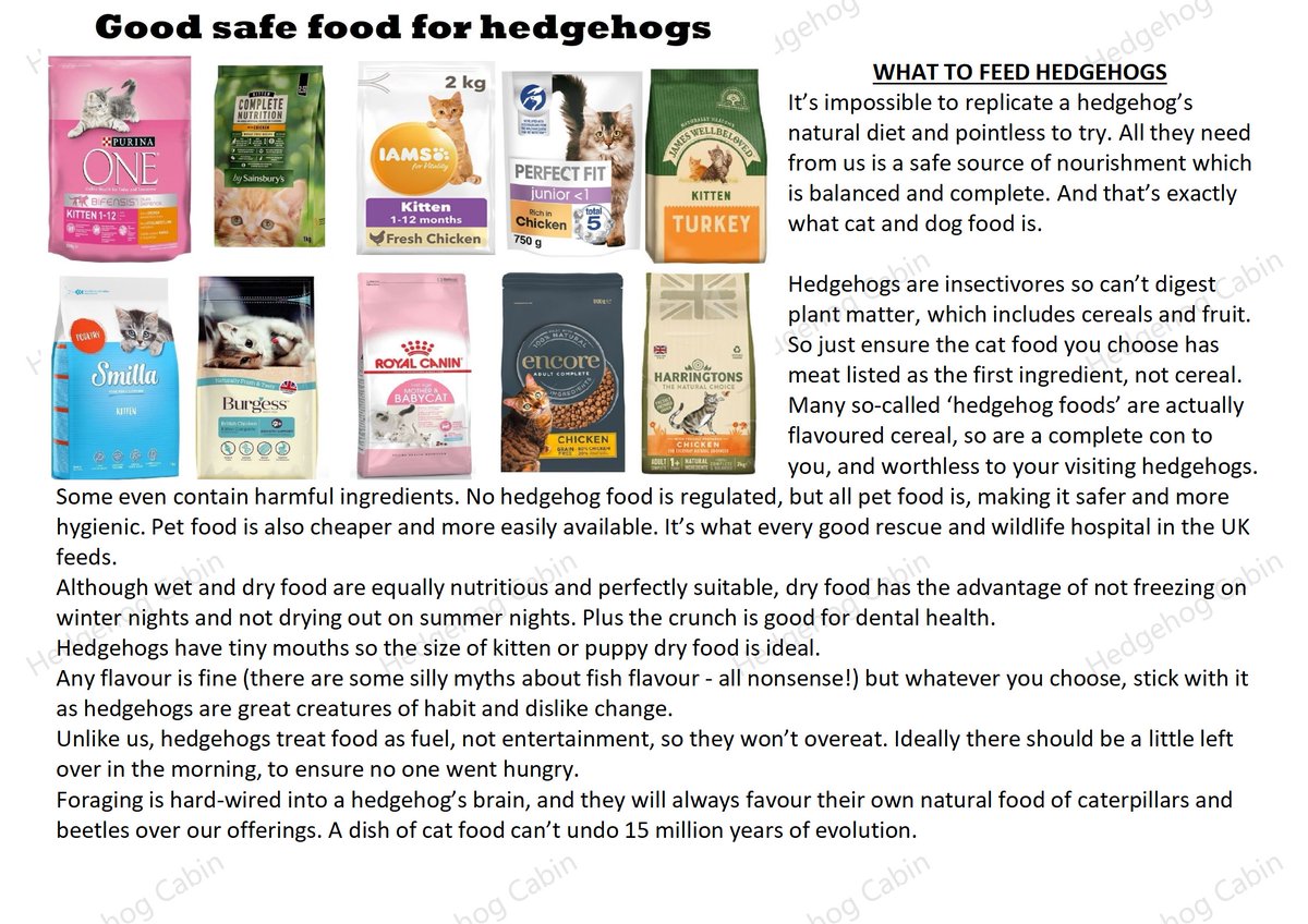 HedgehogCabin's tweet photo. Only healthy full sized hedgehogs are able to hibernate. If they haven't reached full size and health they are forced to stay up all winter.
There is no natural food around now so these poor hogs struggle on, travelling miles looking for something to eat. If they don't find a kind garden who provides good food they will die of starvation, so please help this poor little soul. Cat or dog food only, and clean ice-free water.