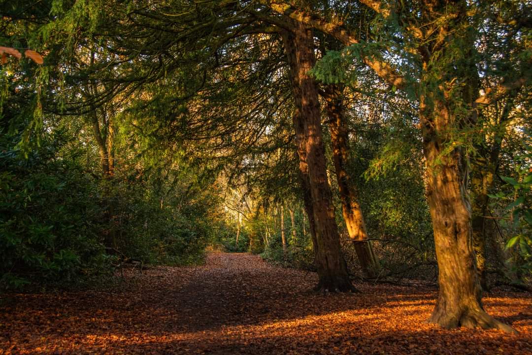 These days of mellow hues have passed only too quickly. At least the now bare trees are letting more light through.