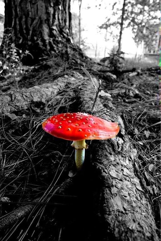 Sirisa_Unus's tweet photo. Sabor de amor,
poción de dolor,
emulsión de ensueño.

Calor y dulzor,
olor a pasión,
amarga loción,
rojo veneno.

#amor
#poemacorto
#carminando https://t.co/poUovngXJT