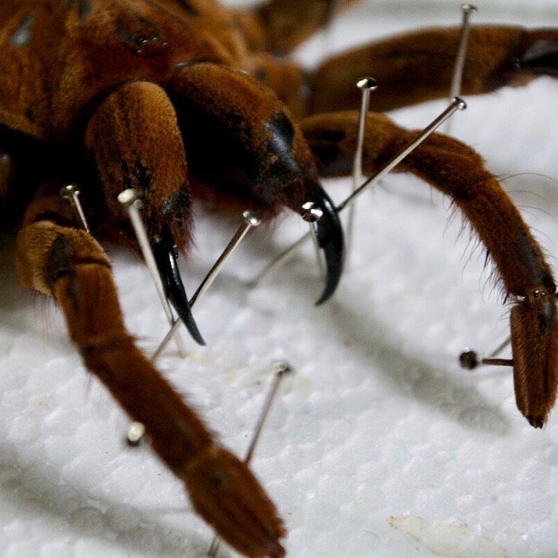 ButterflyBabeco's tweet photo. Want to learn how to pin and mount your own insects? Visit the “Learn How To Pin &amp; Mount Insects” blog https://t.co/fRLTvtos6I https://t.co/4Ytc91FcJT