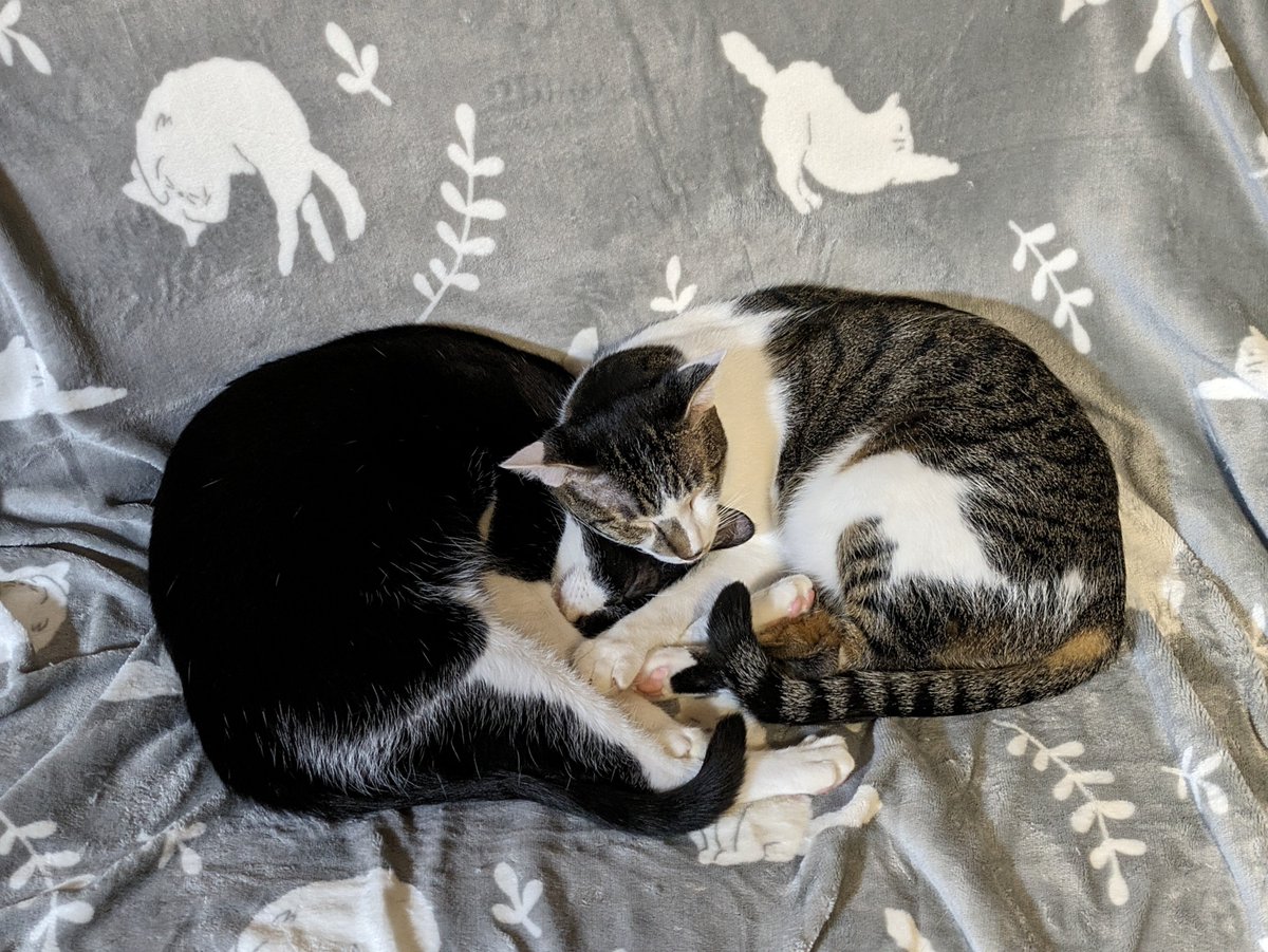 I hope you have some #rescuecats to keep you warm this December! #adoptdontshop #kyoto