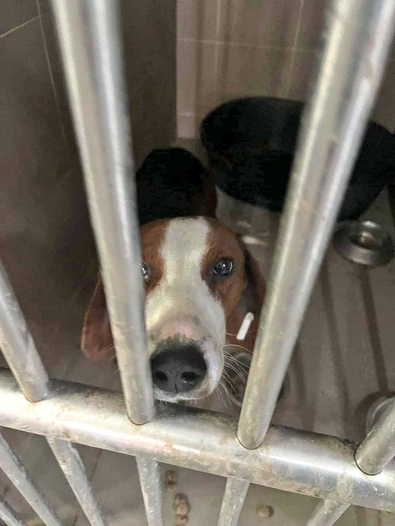 SCD_Rescue's tweet photo. 💜💜💜💜💜💜💜💜💜💜💜💜
THE APPEAL FOR PS1  PUBLIC SHELTER IS NOW FULLY FUNDED

THANK YOU EVERYONE
💜💜💜💜💜💜💜💜💜💜💜💜 https://t.co/G9spvlLRBR