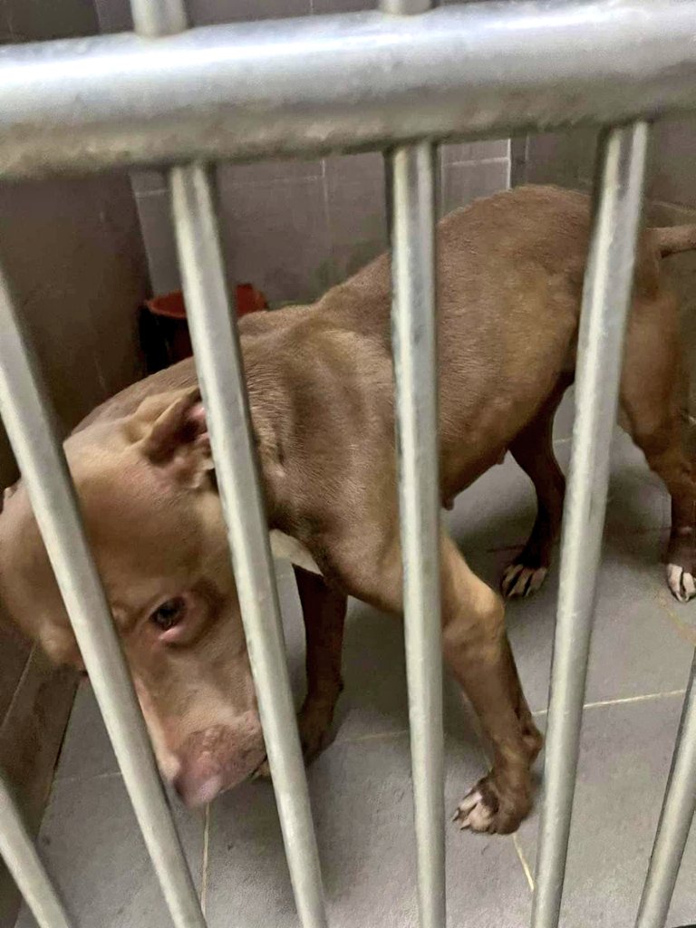 SCD_Rescue's tweet photo. 💜💜💜💜💜💜💜💜💜💜💜💜
THE APPEAL FOR PS1  PUBLIC SHELTER IS NOW FULLY FUNDED

THANK YOU EVERYONE
💜💜💜💜💜💜💜💜💜💜💜💜 https://t.co/G9spvlLRBR