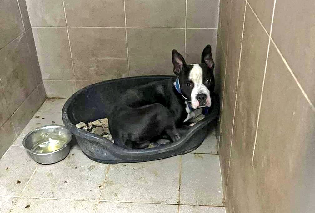 💜💜💜💜💜💜💜💜💜💜💜💜
THE APPEAL FOR PS1  PUBLIC SHELTER IS NOW FULLY FUNDED

THANK YOU EVERYONE
💜💜💜💜💜💜💜💜💜💜💜💜