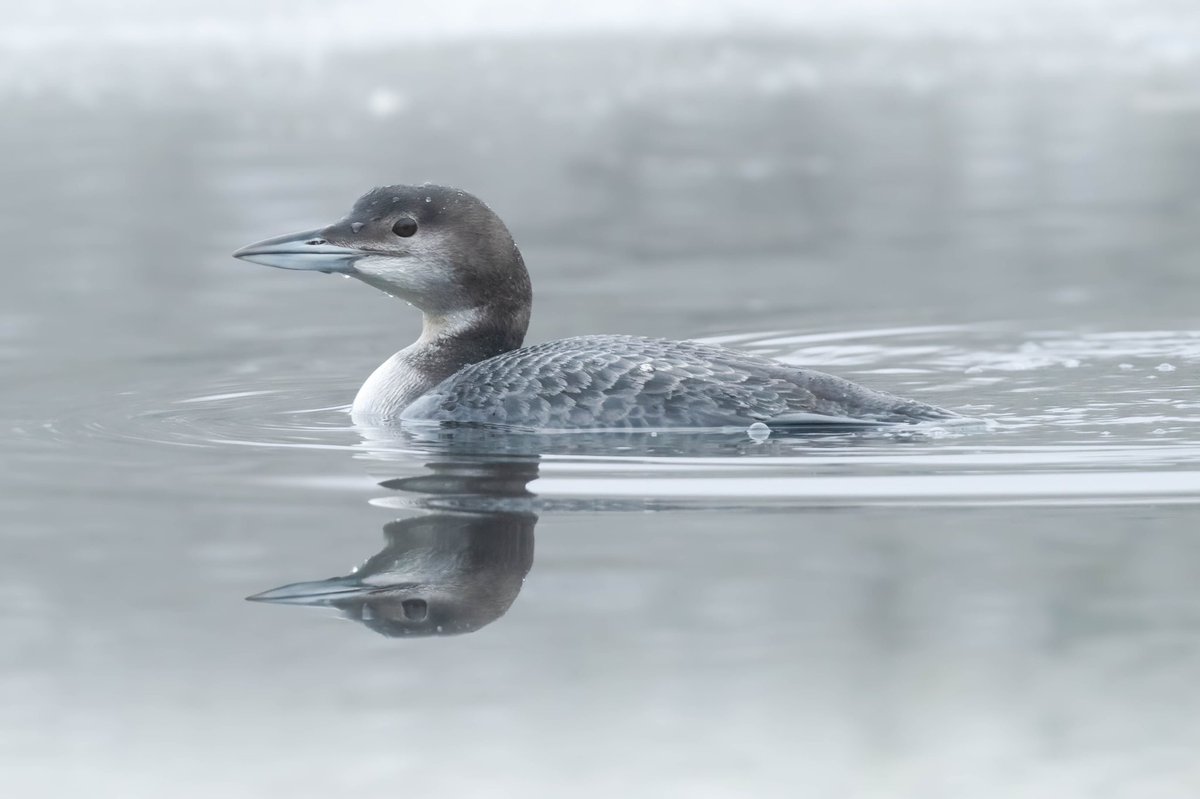Beautiful views on a misty half-frozen fishing lake at Great Notley CP that this young Great Northern Diver / Common Loon has been calling home for this past week or so. Awesome bird. #wildlifephotography #birdphotography #birding #NaturePhotograhpy