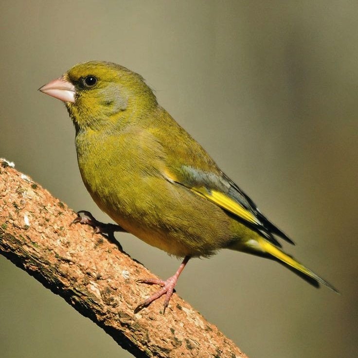 Spotted today...
Green finch
🛤️ Look, listen and learn about the stunning heart of the #Waterfordgreenway and #Kilmacthomas 🌈

Open for business all year round

All details at 🌐stepsbackthrutime.ie

#stepsbackthrutime
#visitwaterford #travelgoals  #munstervales