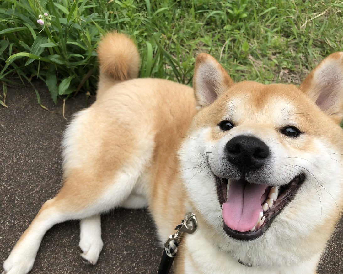 おはようございます☀
#柴犬 #おはようございます