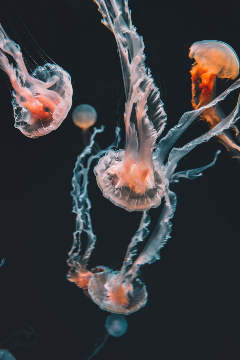 Explore the incredible biodiversity of our oceans! From tiny plankton to magnificent sea turtles, these ecosystems are teeming with life waiting to be discovered and protected. 🌍🐙 #OceanBiodiversity #MarineBiology #EcoDiversity #Biodiversity