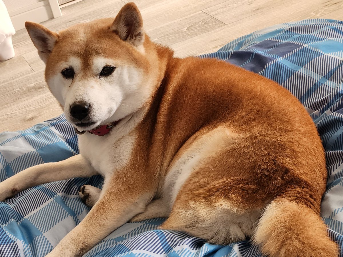 Kj4Le's tweet photo. おはようございます☀️
熟睡出来なかった、少し辛い朝です。

理由は…
コロが自分の場所で寝ないで、私の布団の上を陣取っていたので…😅

昨夜のコロは「敵」でした…😥
当のコロは…「そんなん知らんで」！ https://t.co/QrGNdl1ILN