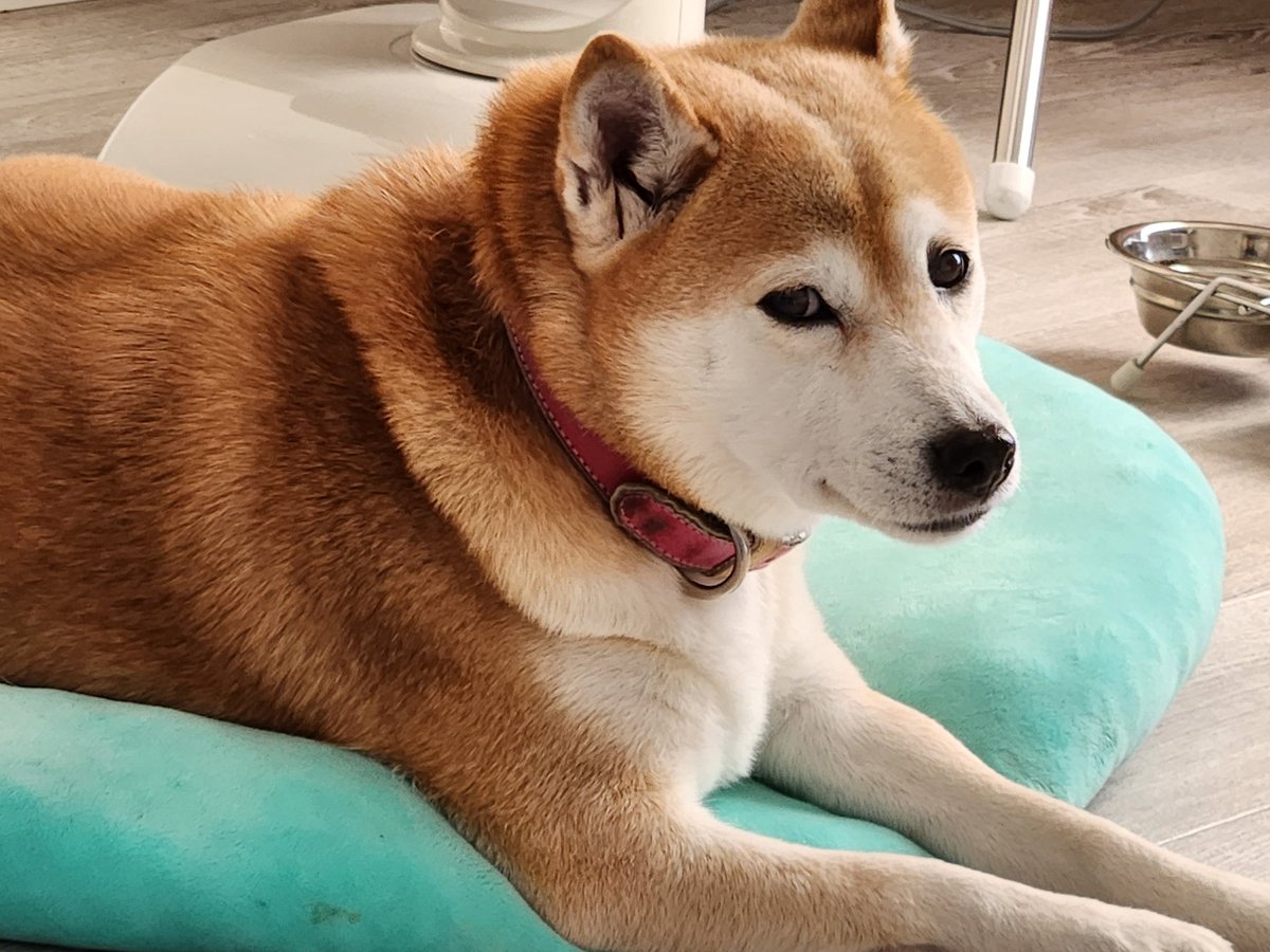 Kj4Le's tweet photo. おはようございます☀️
熟睡出来なかった、少し辛い朝です。

理由は…
コロが自分の場所で寝ないで、私の布団の上を陣取っていたので…😅

昨夜のコロは「敵」でした…😥
当のコロは…「そんなん知らんで」！ https://t.co/QrGNdl1ILN