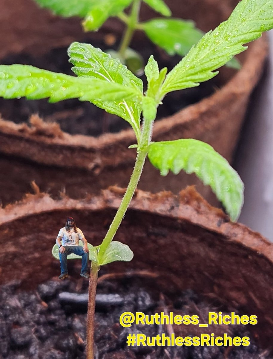 CBRNOIR's tweet image. I'm always working on it! ❤️ #GotWeed
#RuthlessRiches 😂😂