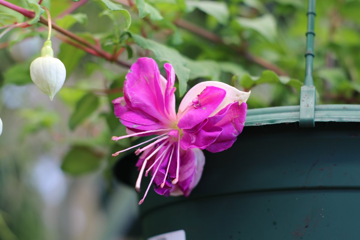 _wpp_'s tweet photo. Look hoe absolutely stunning this Fuchsia hanging basket is 😍. It's a must have that's for sure!

#wholesaleplantsandproducts #outdoorplants #newstockdaily #floristsofadelaide #gardencentresofadelaide #rareplants #limitednumbers #plantcollectors #indoorplants... https://t.co/sfaPoAdFGz
