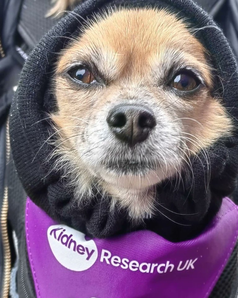 Shaw77Marc's tweet photo. #teamkidney out in force today with @kidney_research_uk showing what we mean to them and re-enforced to me why we have to do more and why we do what we do for the #kidney community at our first #Peteboroughwinterwalk! We'll be back bigger and better, with blue sky's next year! https://t.co/R5GTQsXopB