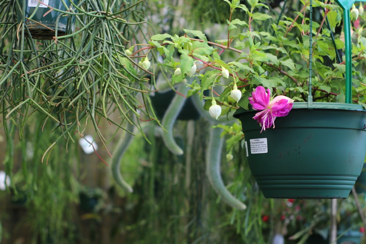 Look hoe absolutely stunning this Fuchsia hanging basket is 😍. It's a must have that's for sure!

#wholesaleplantsandproducts #outdoorplants #newstockdaily #floristsofadelaide #gardencentresofadelaide #rareplants #limitednumbers #plantcollectors #indoorplants...