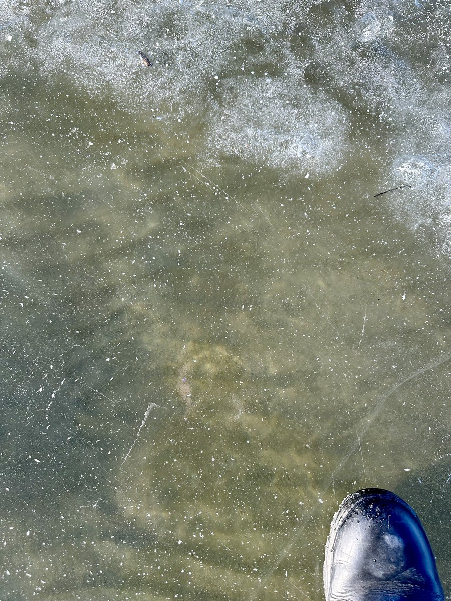 Yesterday was a perfect day to take a walk on the clear ice of #SylvanLake #Alberta with a hot coffee in the ☀️ 😎

(In the second photo, there were minnows swimming under the ice I was trying to photograph)