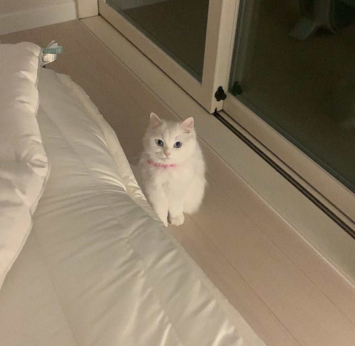 Inside you there are two cats