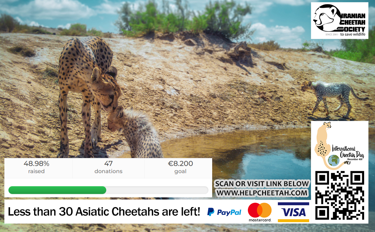 IranianCheetah's tweet photo. 🚨Help us save the Asiatic Cheetahs on International Cheetah Day!
🙌We need your help to pay the salaries of our conservationists, who are facing political and economic challenges. Our goal is to raise at least 8200 euros from Giving Tuesday to International Cheetah Day this year https://t.co/Zj54sNZYr8