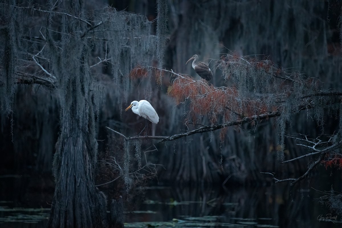 Gary A Randall tweet media