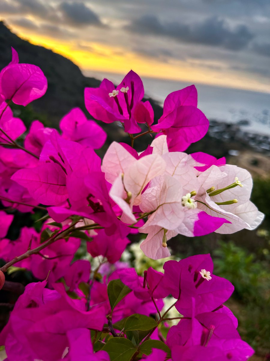 Buganvilla_yMar's tweet photo. #Sunset hues and bougainvillea blooms—the day's last light ignites garden fireworks.💥🌺 !Buenas noches! #SunsetBloom #Flowers #FlowerPhotography #Nature #NaturePhotography #NatureBeauty #Photography #Bougainvillea #Flores #Naturaleza #Landscape #Sky #LandscapePhotography #Flower https://t.co/Nzs5joK0aV