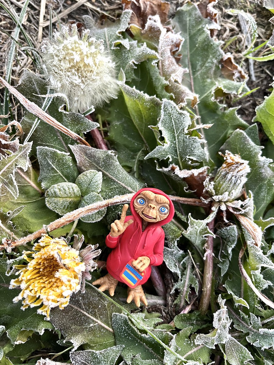 はらよしこ＊瑞富 tweet media