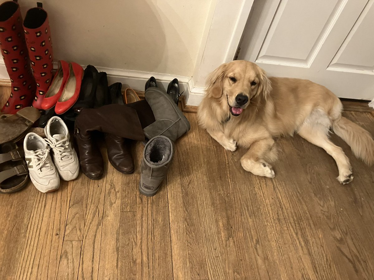 BRetrvr's tweet photo. Yes hello! I am Buffy, shoe salesper - , er, sales retriever! Good for wearing OR chewing, I have you covered! https://t.co/XrVH3IBRPg