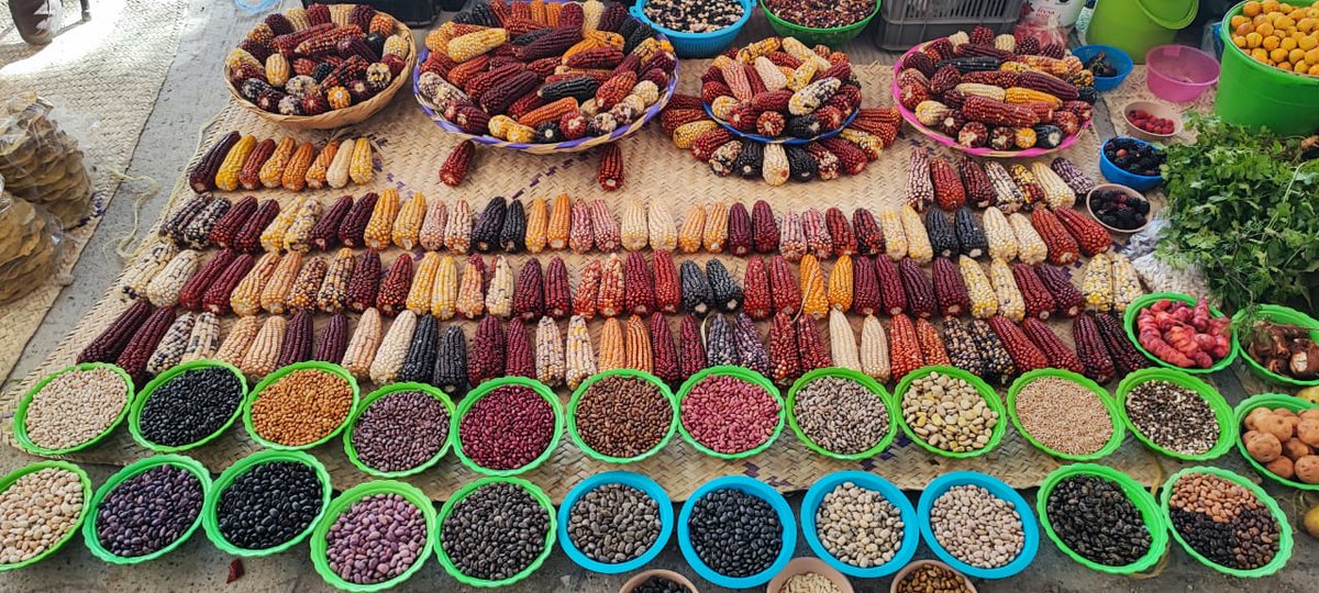 Why does #Mexico want to protect its native maize diversity from #GMOs? Behold, from Oaxaca Biodiversity Fair. Great resolve from 1000+ at Agroecology Conference. #sinmaiznohaypais. @IATP @victor_suarez @Afsafrica @drvandanashiva @viaorganica @Conahcyt_Mex @_SemillasdeVida