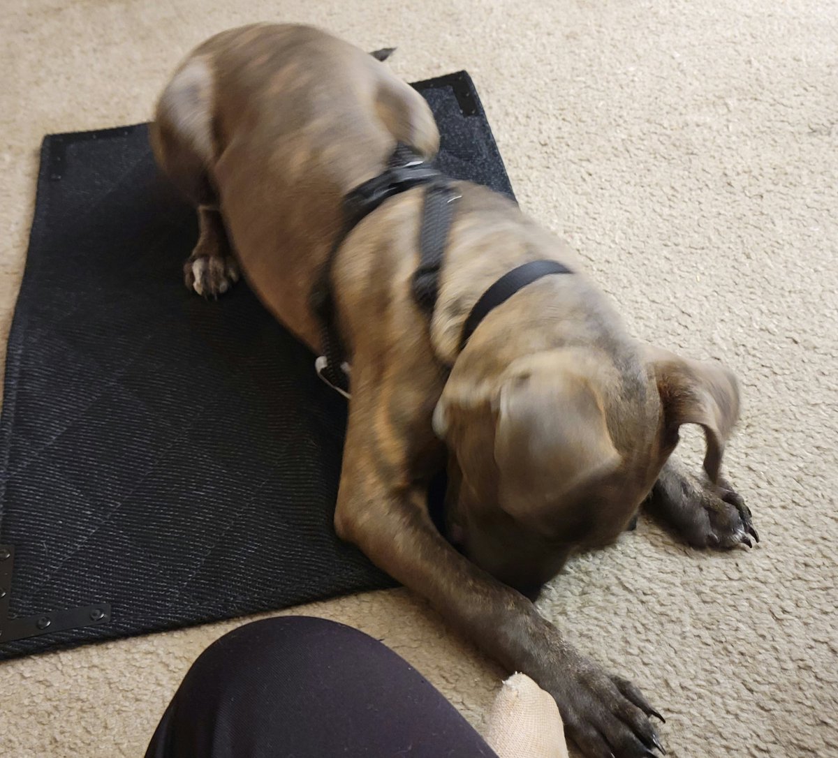 m_m_chouinard's tweet image. Me: Honey, the indestructible chewproof mat I got for Zoey&apos;s crate is here.

Zoey: Hold my beer

#pibble #pibblelove