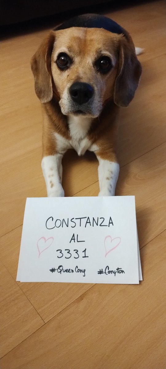 rosmycardenas's tweet photo. @josselinepa0 @softcapellii @capellisversion #conyton #queencony Vamos que se puede!! https://t.co/xAq9nQf5Dr