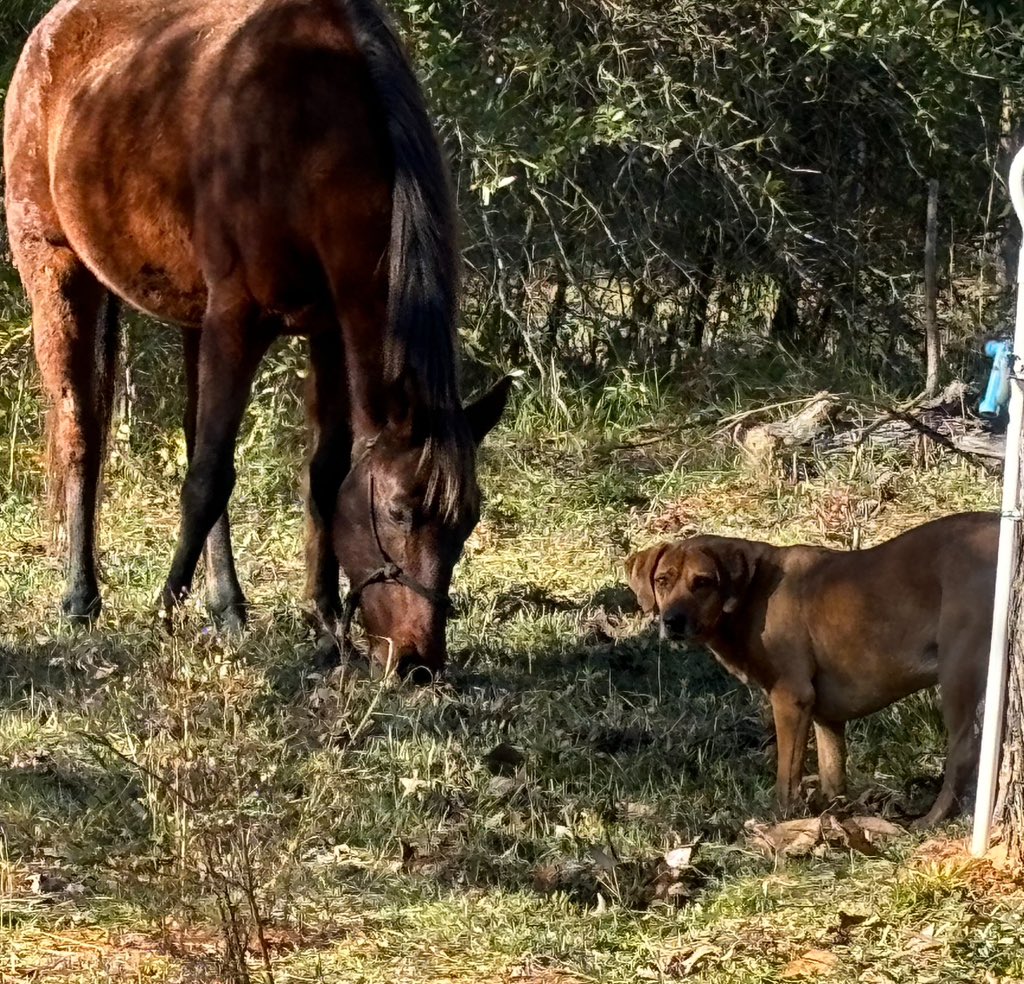 Last of the Red Garden harvest from Central Bama today. These bell peppers finally turned red with the snap to some colder weather.