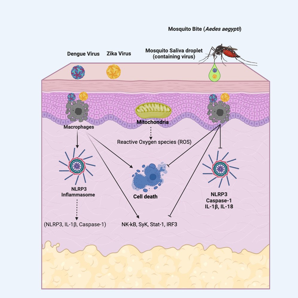 Aedes aegypti #saliva modulates #inflammasome activation and facilitates #flavivirus infection in vitro cell.com/iscience/fullt… #OpenAccess #NLRP3 #mosquitoes @iScience_CP